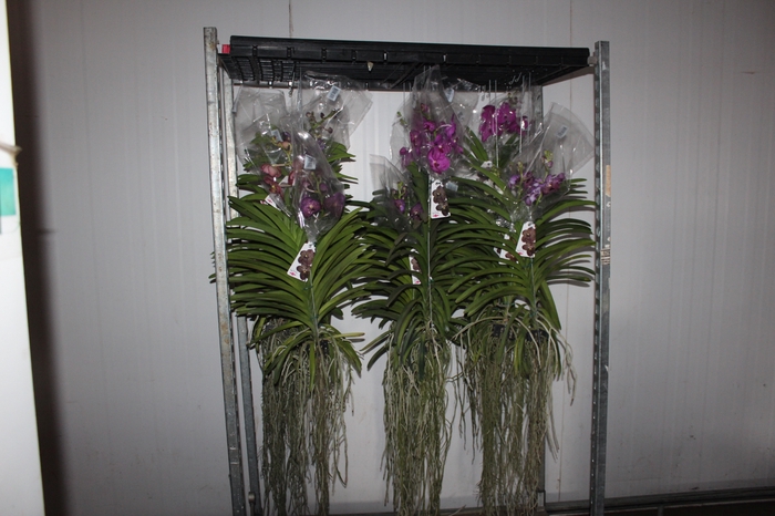 ORQUIDEA VANDA CESTA VAZADA