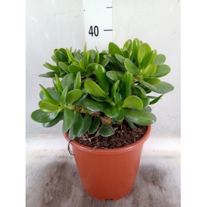 Crassula ovata