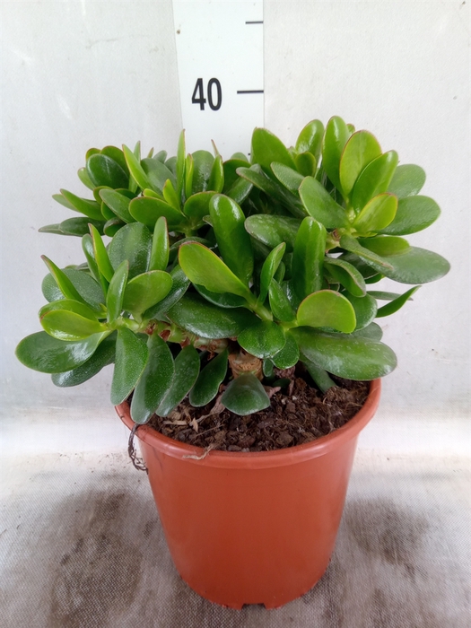 <h4>Crassula ovata</h4>