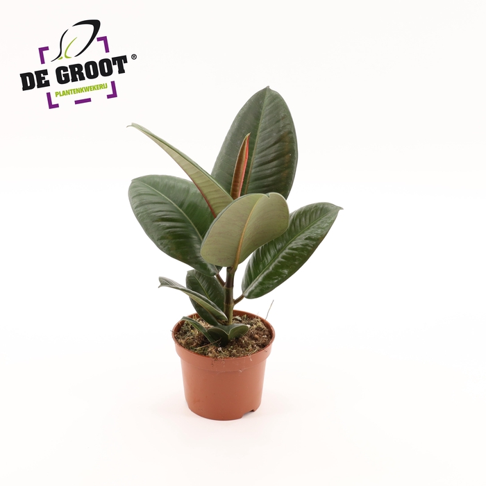 <h4>Ficus elastica 'Robusta'</h4>