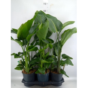 Strelitzia nicolai