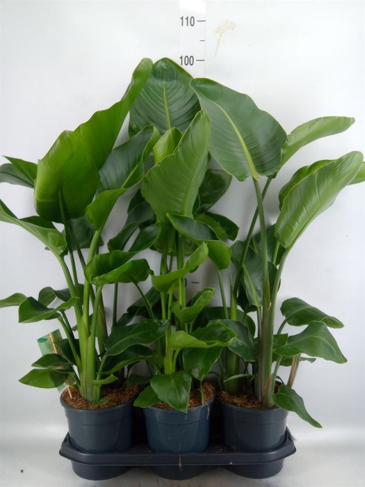 <h4>Strelitzia nicolai</h4>