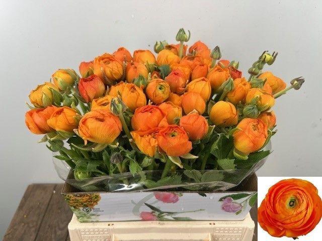 <h4>RAN EL ORANGE</h4>