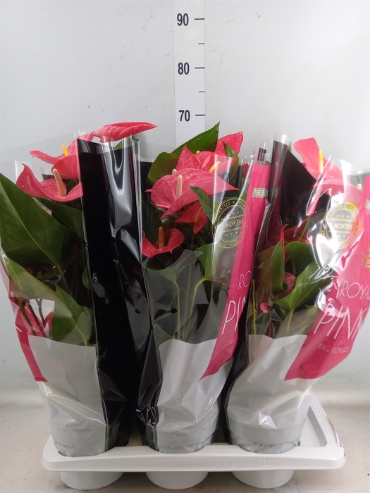 <h4>Anthurium andr. 'Maine'</h4>