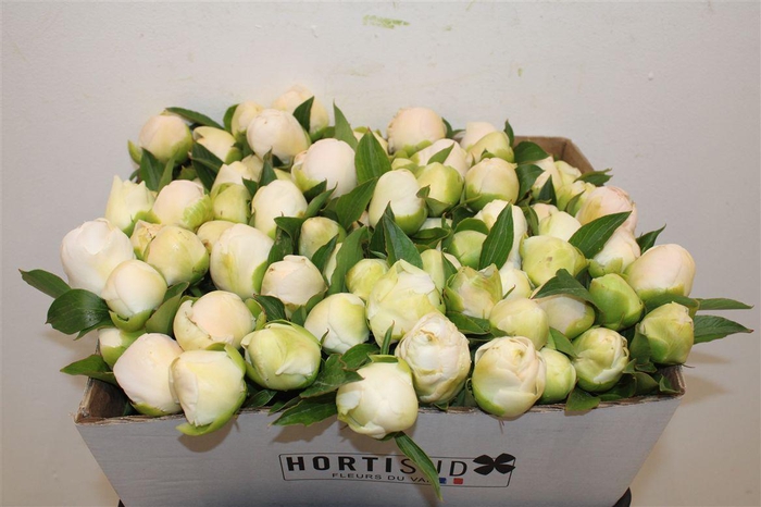 <h4>Paeo L Edens Temptation White</h4>