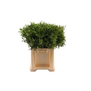 Pistacia pb (blad)