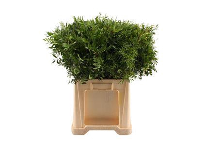 <h4>Pistacia pb (blad)</h4>