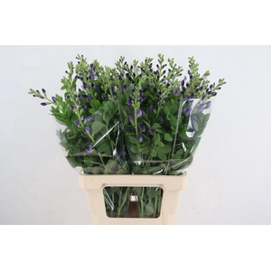 BAPTISIA AUSTRALIS PURPLE