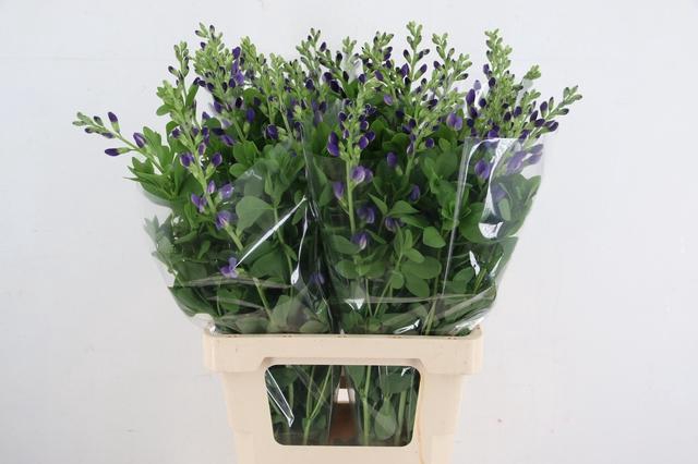 <h4>BAPTISIA AUSTRALIS PURPLE</h4>
