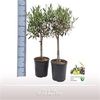 Olea op stam 18cm NL+ Olie  RMTC011