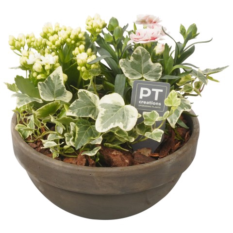 PTPP3184 Arrangementen Tuinplanten