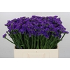 Limonium Navy Sun Birds