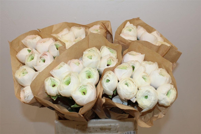 <h4>Ran Cloni Ex Hanoi</h4>