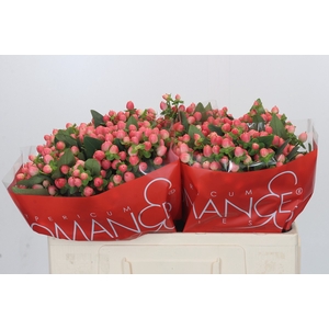 Hypericum Sweet Romance