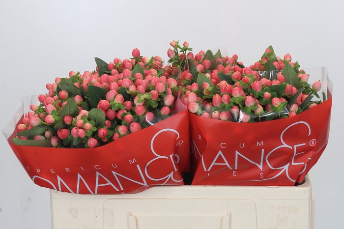 <h4>Hypericum Sweet Romance</h4>