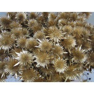 Eryn Magnetar Antiek L60