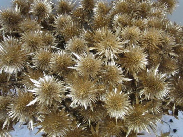 <h4>Eryn Magnetar Antiek L60</h4>