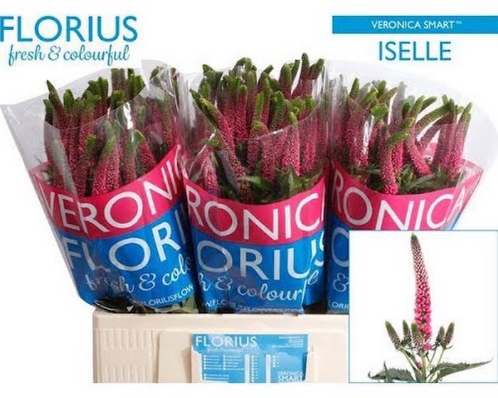 <h4>Veronica Smart Iselle Florius</h4>