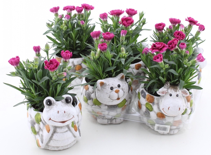 <h4>ARR TUINPLANTEN</h4>