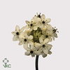Ornit Arabicum