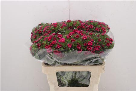 <h4>Di Barb Amalfie</h4>