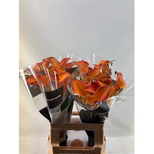 Zantedeschia morning sun