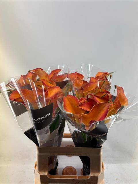 <h4>Zantedeschia morning sun</h4>