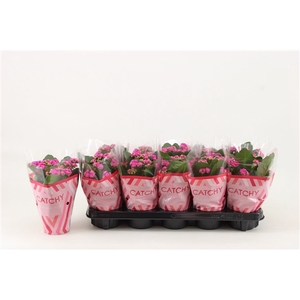 Kalanchoe Double, Catchy Season Purple