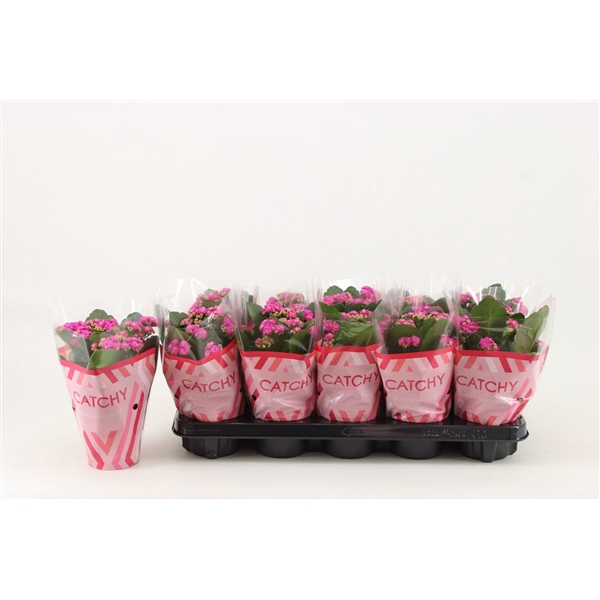 <h4>Kalanchoe Double, Catchy Season Purple</h4>