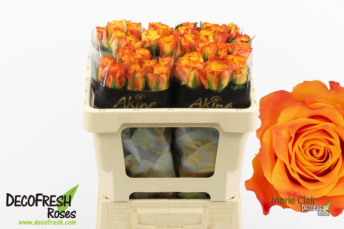 <h4>R Gr Marie Claire</h4>