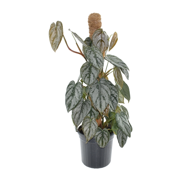 <h4>Philodendron Brandtianum Mosstok P16</h4>
