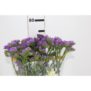 STATICE VARIADO 080 CM