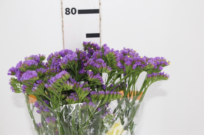 <h4>STATICE VARIADO 080 CM</h4>