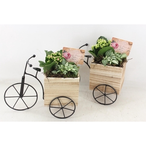 arr2 TD - Driewieler - roze/wit