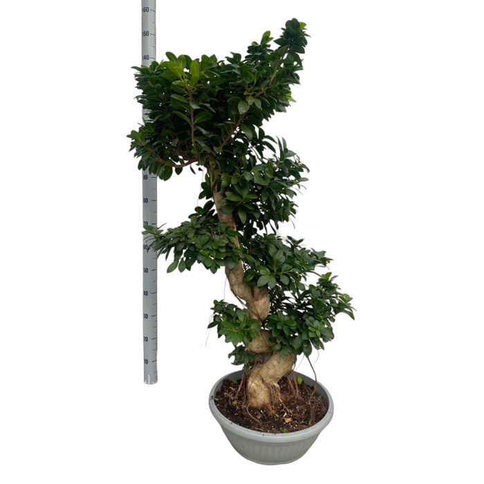 <h4>FIC MI GINSENG</h4>