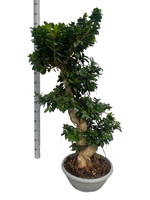 <h4>FIC MI GINSENG</h4>