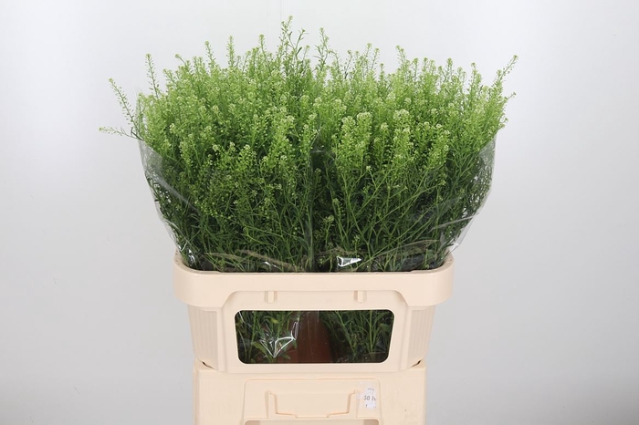 Lepidium Vir. Gwelo Green