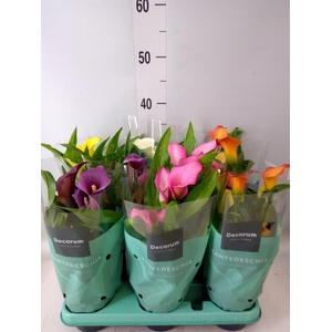 Spathiphyllum  'Pearl Cupido'