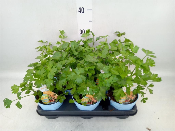 <h4>Apium graveolens</h4>