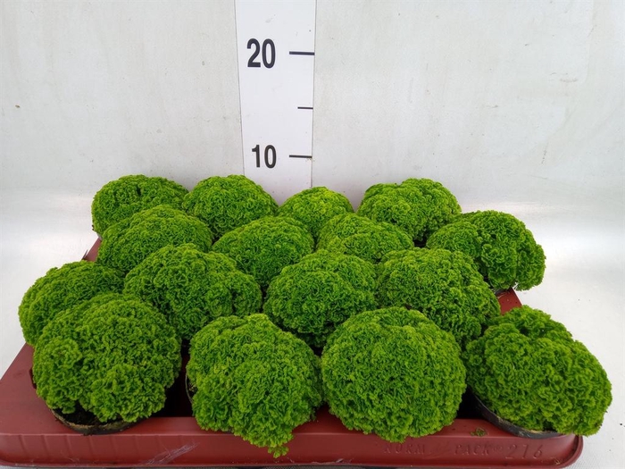 <h4>Selaginella apoda</h4>