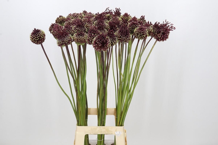 <h4>Allium Red Mohican</h4>