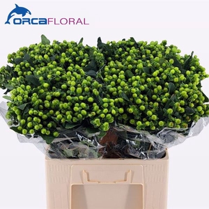 Hypericum Mag. Green Power Orca