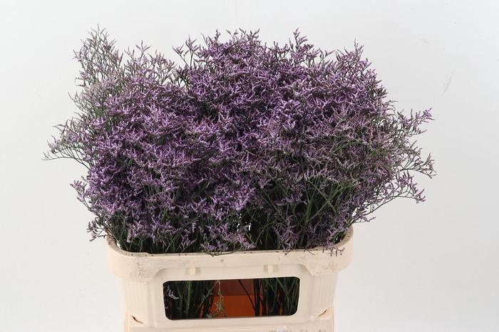 <h4>Lim Saf Lilac</h4>