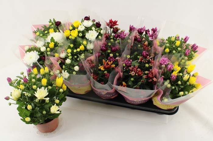 <h4>CHRYS GEM IN POT</h4>