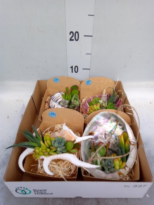 <h4>Planten  ..in schelp L%</h4>