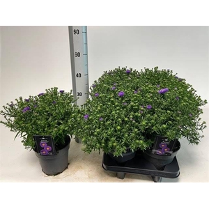 Aster D Blue Lapis