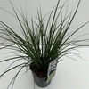 Carex 'Magic Green'