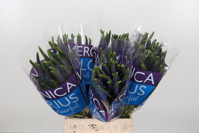 <h4>Veron Smart Diana</h4>