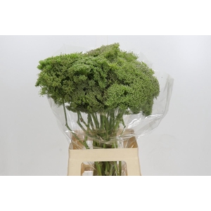 Ammi Visnaga Green Mist