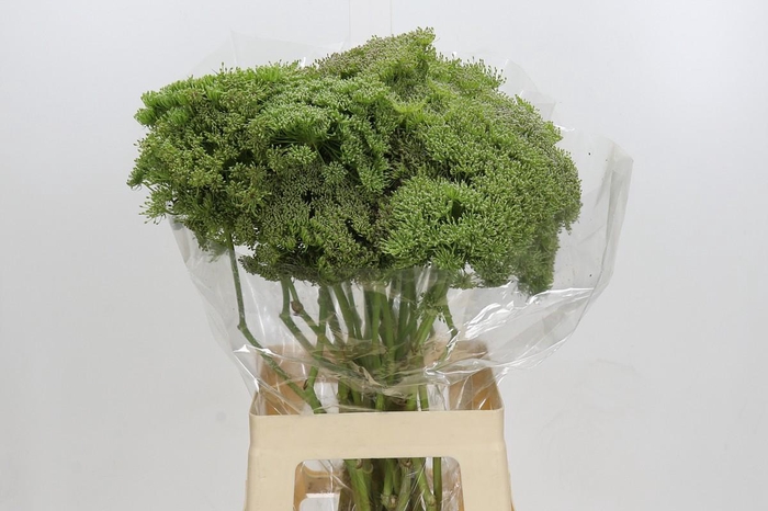 <h4>Ammi Visnaga Green Mist</h4>